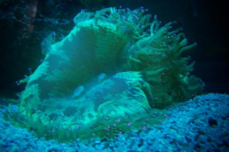 Elegance Coral.jpg