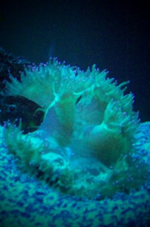 elegance coral 2.jpg