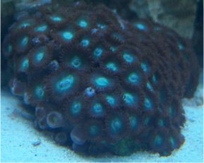 zoa.jpg