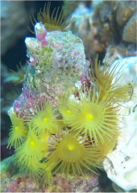 yellow polyp big.jpg