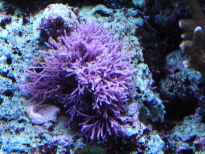 floors and aquarium 017.jpg