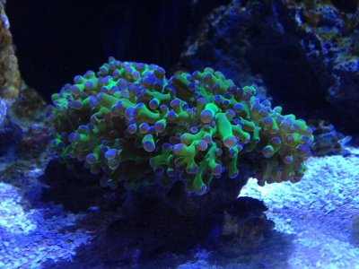 frogspawn actinics.jpg