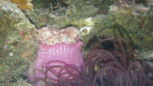 Pink Anemone.jpg