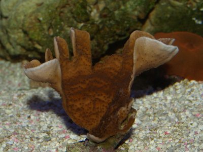 Coral2.jpg