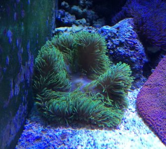 GreenGigantea2015013101.jpg