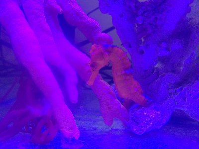 IMG_2470.jpg