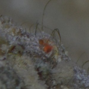 DSC_0245.JPG