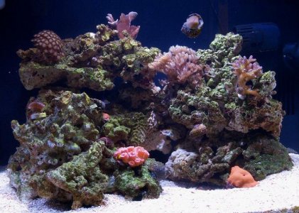 Biocube at 3 Months.jpg
