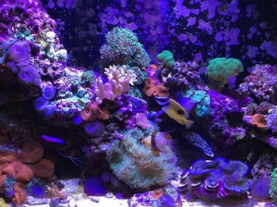 ImageUploadedByTapatalk1422879497.274919.jpg ImageUploadedByTapatalk1422879497.274919.jpg