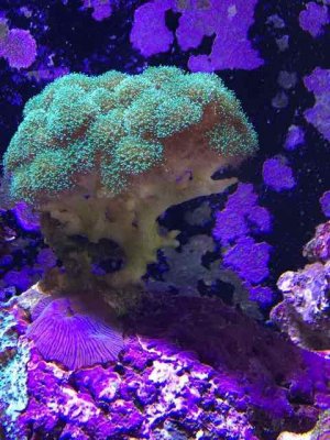 ImageUploadedByTapatalk1422879553.067471.jpg ImageUploadedByTapatalk1422879553.067471.jpg