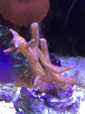 ImageUploadedByTapatalk1422879673.262150.jpg ImageUploadedByTapatalk1422879673.262150.jpg