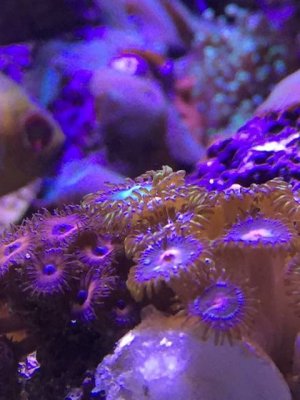 ImageUploadedByTapatalk1422879775.694558.jpg ImageUploadedByTapatalk1422879775.694558.jpg