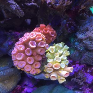 cluster.jpg
