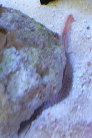 orange worm.jpg