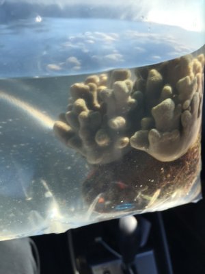 frag pic 2.jpg