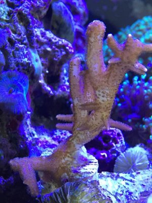 ImageUploadedByTapatalk1423066780.946407.jpg ImageUploadedByTapatalk1423066780.946407.jpg