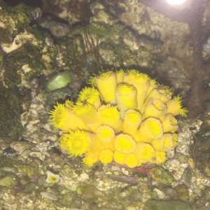 yellow.jpg