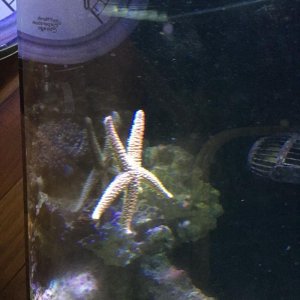 starfish.jpg