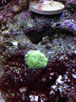 IMG_0829f.jpg