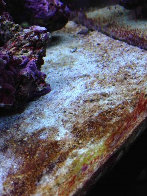IMG_0831g.jpg