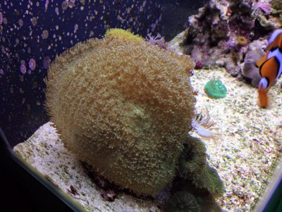 Giant Cup Coral.jpg