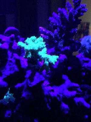 Green Horn Coral.jpg
