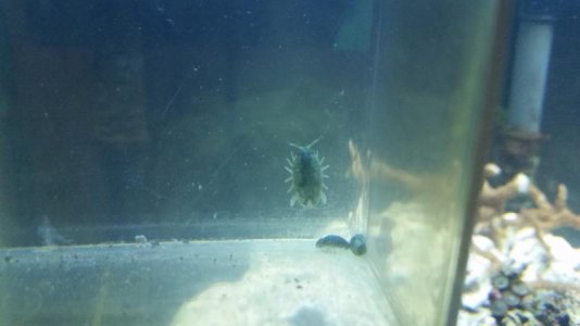 isopod.jpg