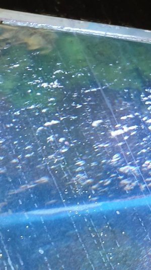 dino floating to top of tank.jpg