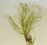 bryopsis.jpg