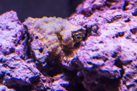 coral.jpg