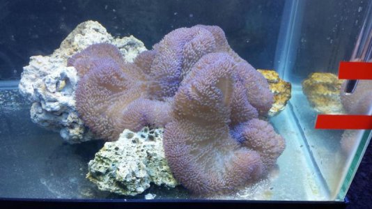 Blue Gig 02_14_15.jpg