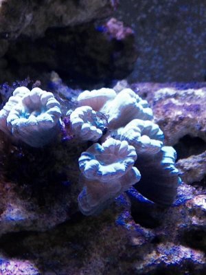 Blue Coral.jpg