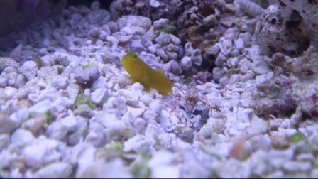 goby12.jpg