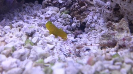 goby21.jpg