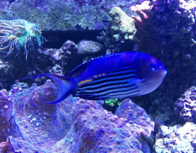 WatanabeMale2015021601.jpg