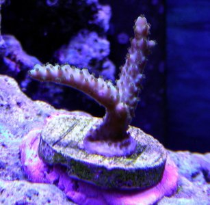 Nikon 12-29-14 015.jpg