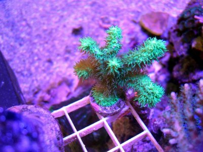 Sps Horn Coral.jpg