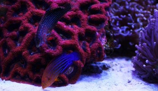 Wrasses21615 (1280x741).jpg