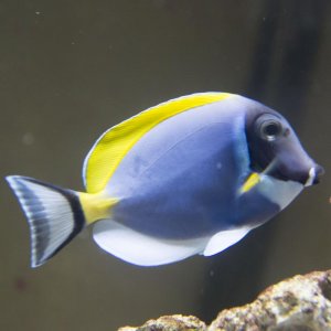 power-blue-tang-dark-spots-splotchy1.jpg