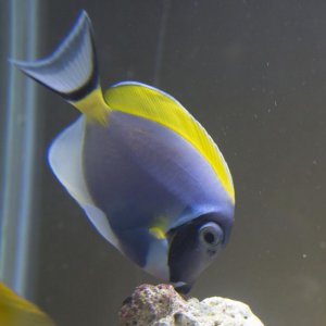 power-blue-tang-dark-spots-splotchy3.jpg