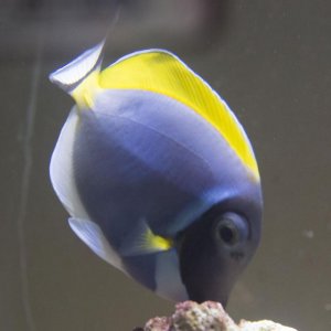 power-blue-tang-dark-spots-splotchy4.jpg