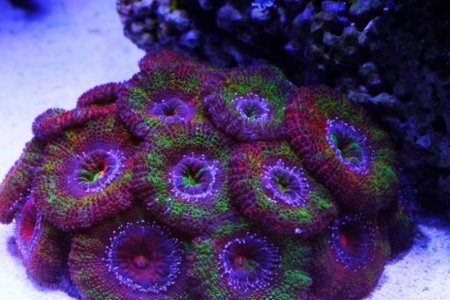 SuperAcan21615 (1024x683).jpg