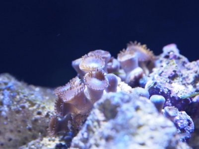 _2180681.jpg