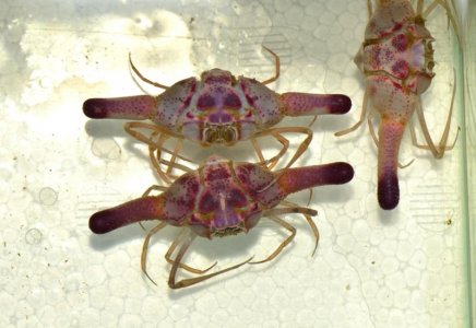 Lollipop Crab ( Ixa-cylindrus ).jpg