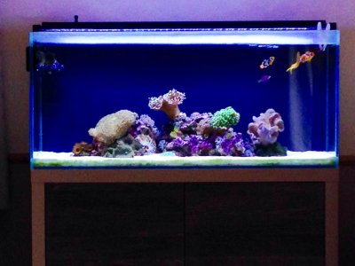 3 Tank Full View New Sandbed Feb 15th 2015.jpg
