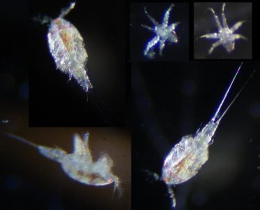 copepods.jpg