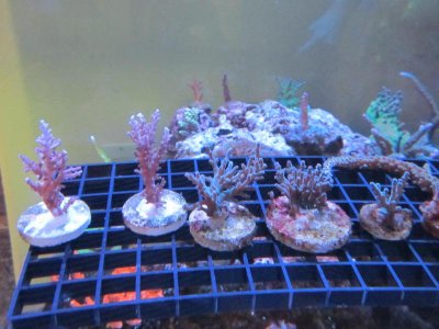 pic1.jpg