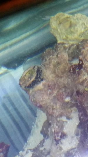 whatisit2.jpg