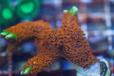 Forest Fire Frag.jpg