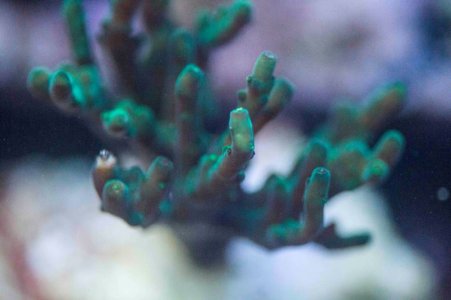 Large Green Acro.jpg